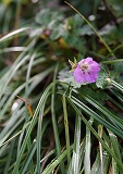高山植物