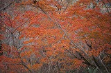 下りの紅葉