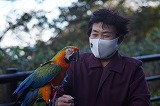 インコ2