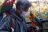 インコ1