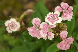 備前市の花　不明１