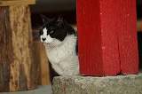 青井阿蘇神社ノラ