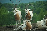 シロオリックス