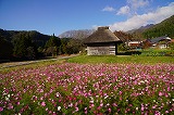 蒜山の紅葉3